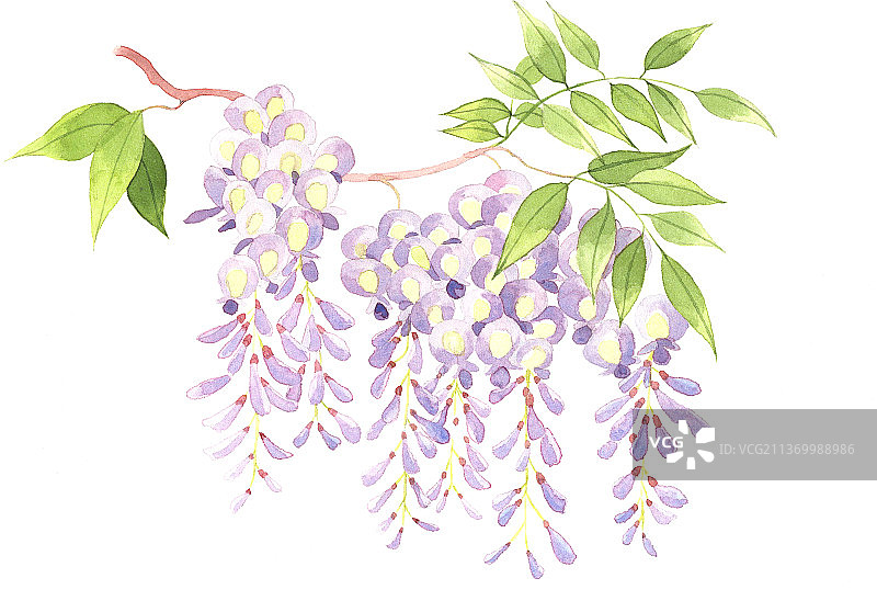 紫藤花图片素材