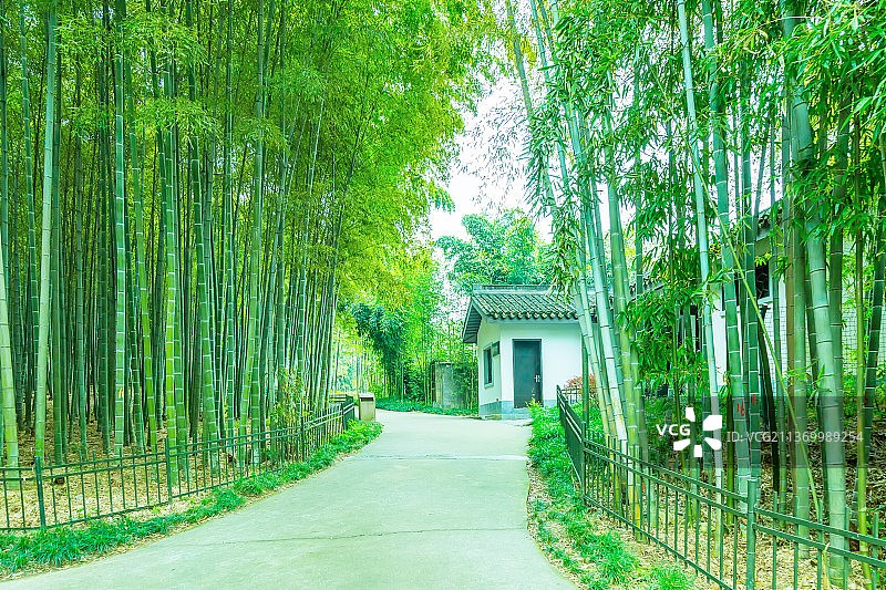 竹园绿竹林观光图片素材