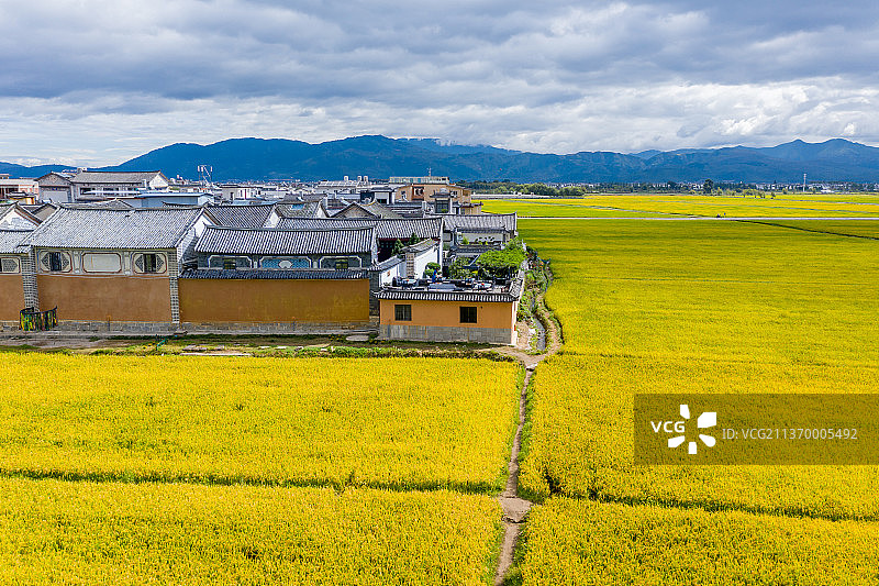 俯看喜洲古镇的稻田和房屋图片素材