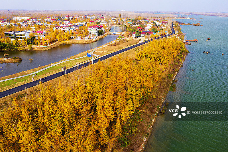 金色银杏湖+江苏省徐州市邳州市官湖镇银杏湖景区图片素材