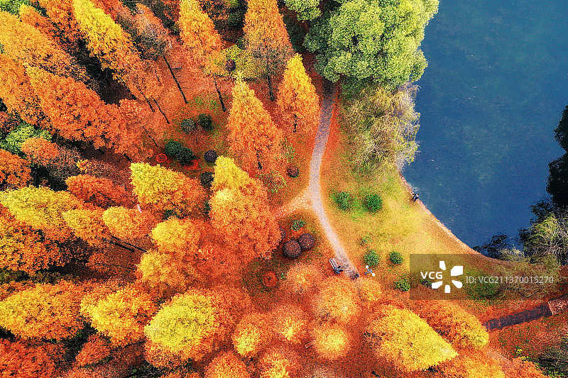 梦幻秋色+湖南省株洲市芦淞区神农公园图片素材