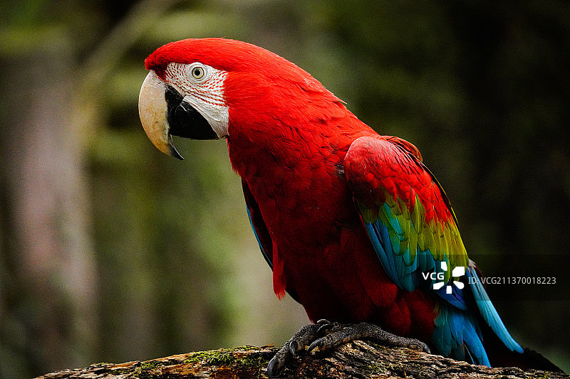 鹦鹉栖息图片素材