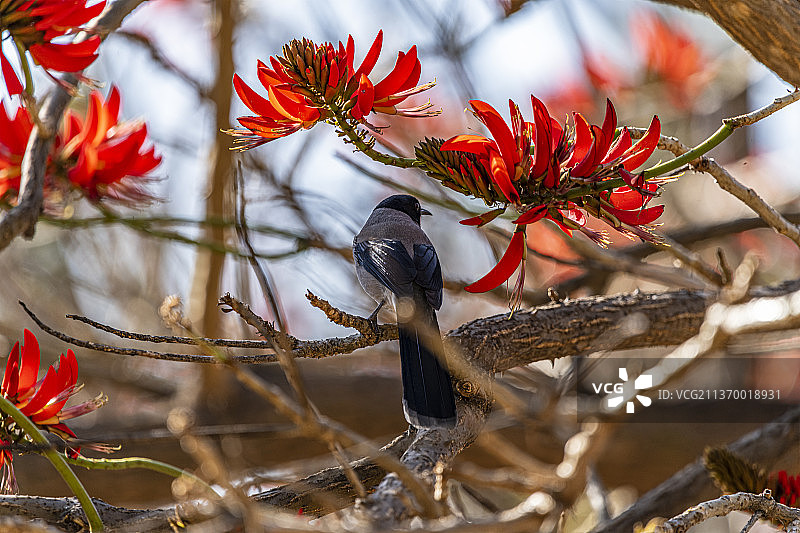 冠蓝鸦图片素材
