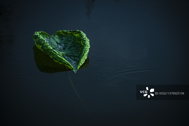 心形荷叶图片素材