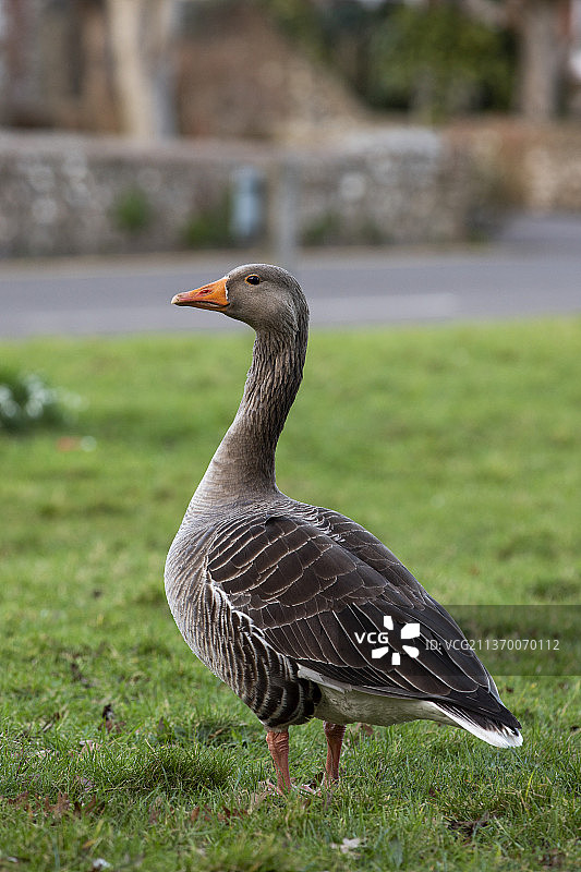 灰雁（大雁）特写图片素材