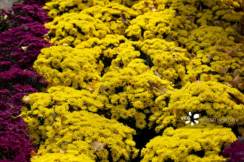 黄色菊花花坛图片素材