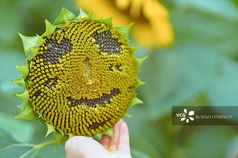杭州西湖区双浦镇铜鉴湖公园秋天向日葵花海图片素材
