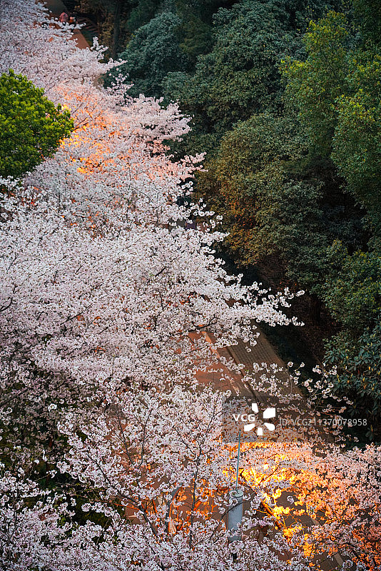 武汉大学樱花图片素材