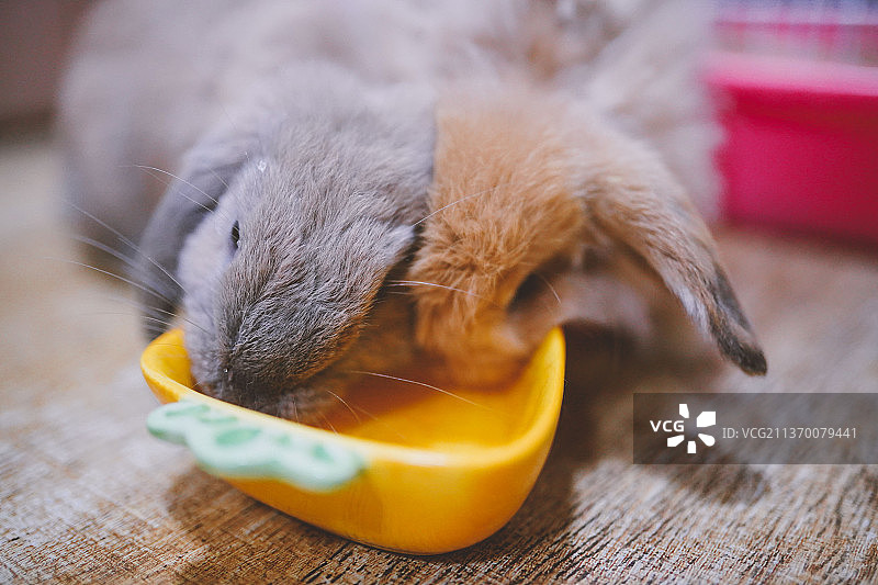 可爱的家养垂耳兔图片素材