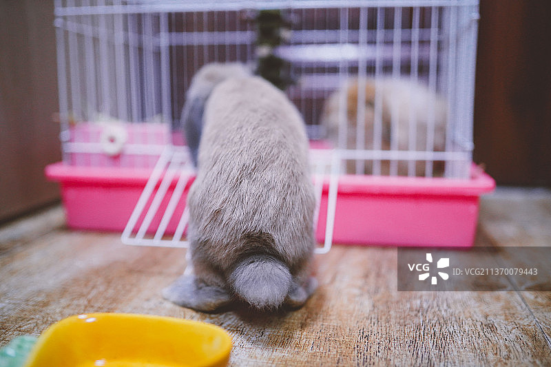 可爱的家养垂耳兔图片素材