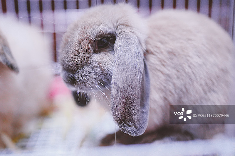 可爱的家养垂耳兔图片素材