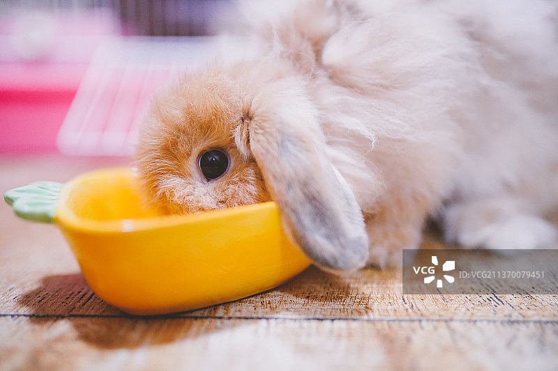 可爱的家养垂耳兔图片素材