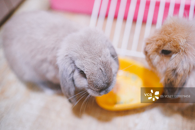 可爱的家养垂耳兔图片素材