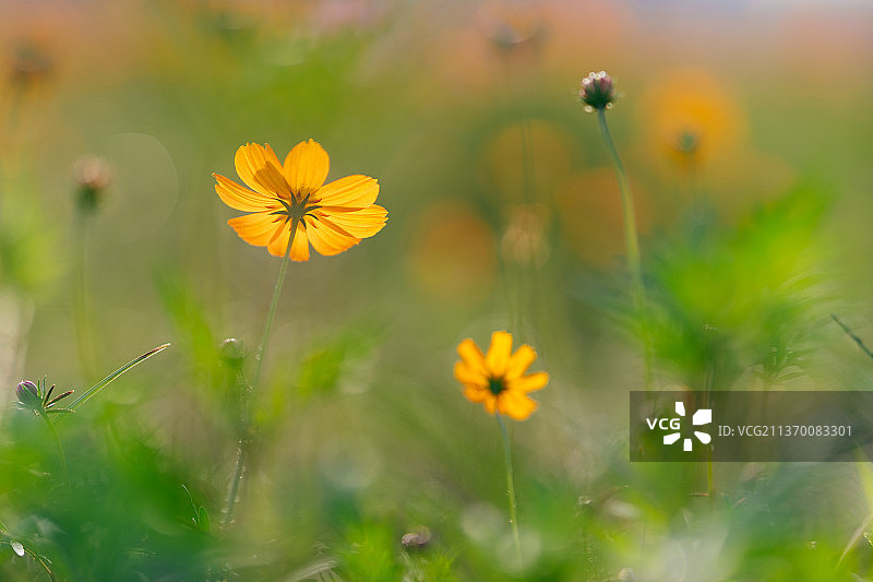 杭州湘湖三期秋天花海图片素材