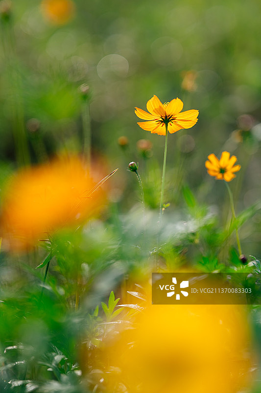杭州湘湖三期秋天花海图片素材