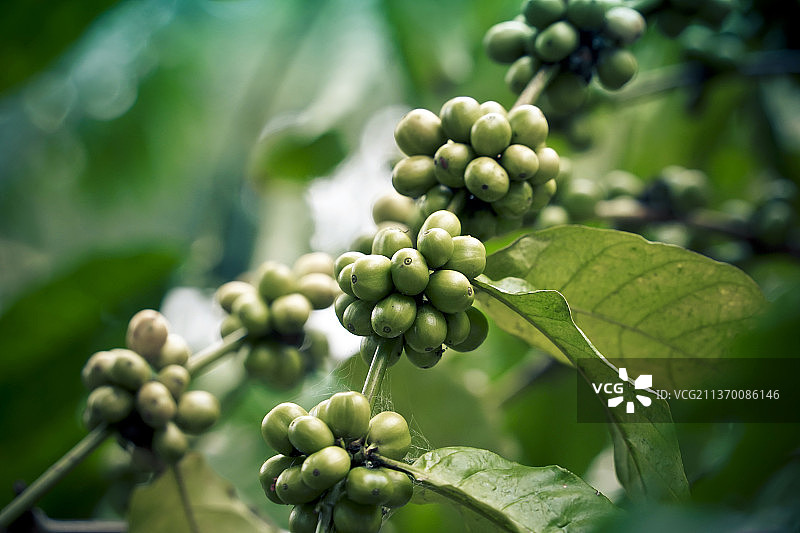 海南热带雨林国家公园图片素材
