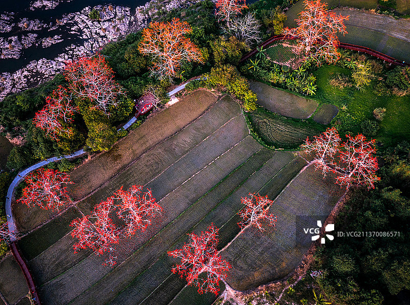 海南昌江木棉花开春色浓图片素材