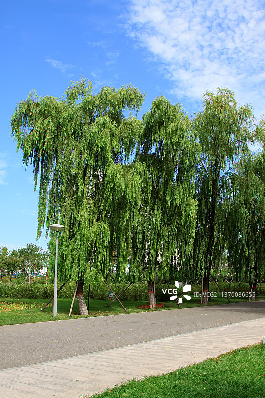 公园里的绿化树图片素材