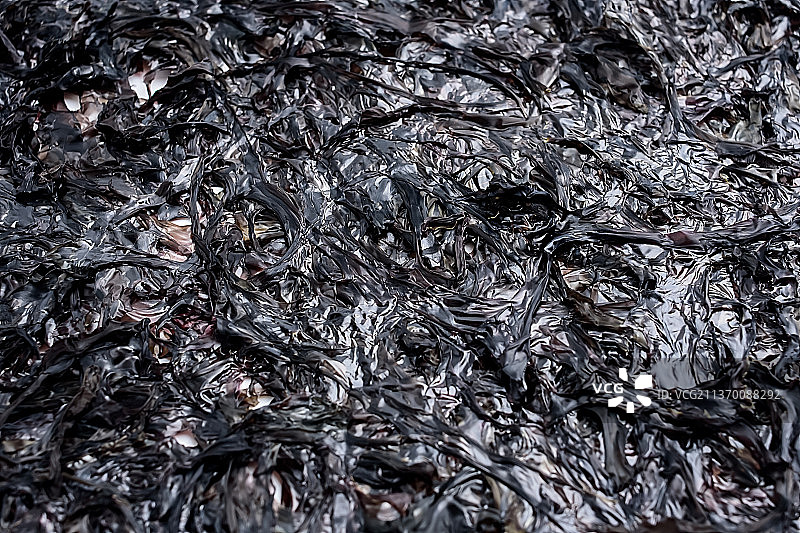 干紫菜纹理细节背景素材图片素材