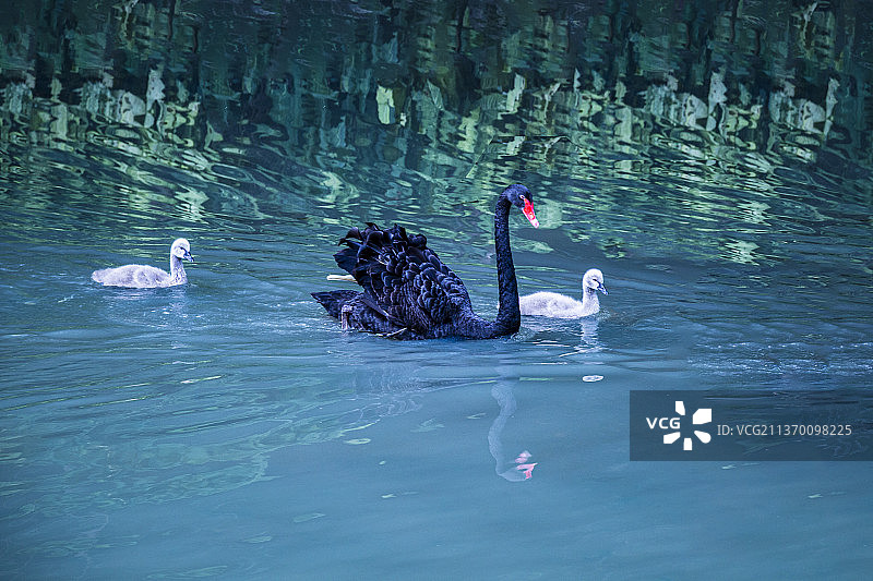 黑天鹅育雏野生动物鸟类生活图片素材