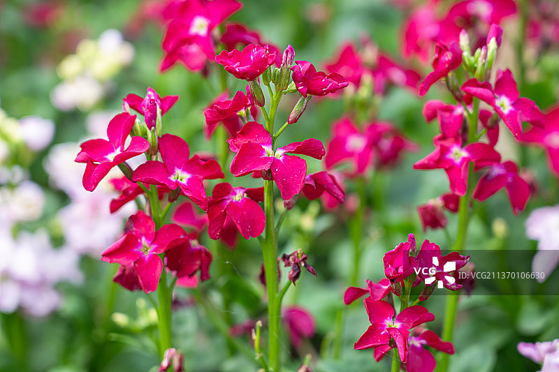 紫罗兰图片素材