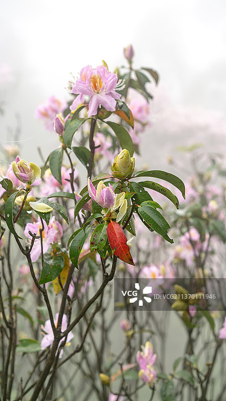 深圳罗湖区梧桐山盛开的毛棉杜鹃花图片素材