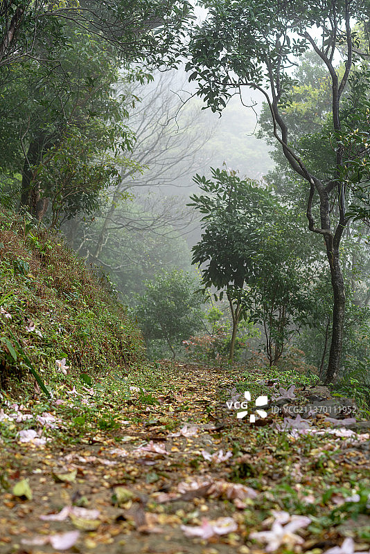 深圳罗湖区梧桐山景观图片素材