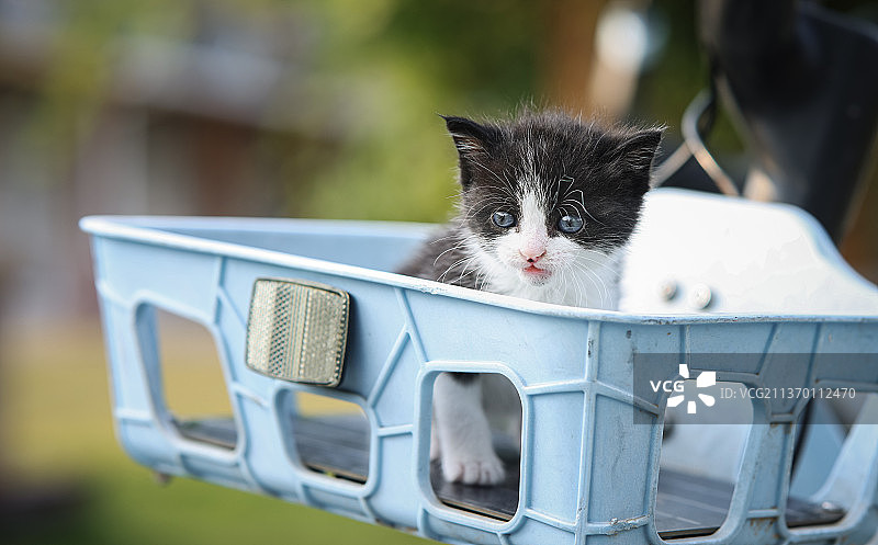 乖巧可人的小奶牛猫 (06)图片素材