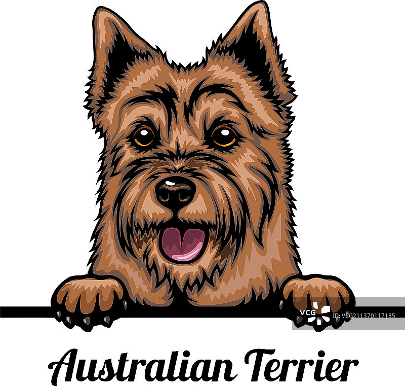 澳大利亚㹴犬 - 彩色偷看的狗图片素材
