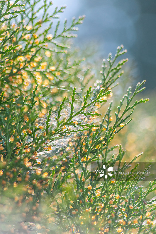 树林里的柏树图片素材