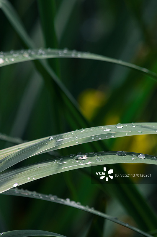 香蒲上的露珠图片素材