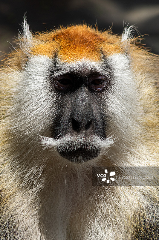 动物园里的猴子图片素材