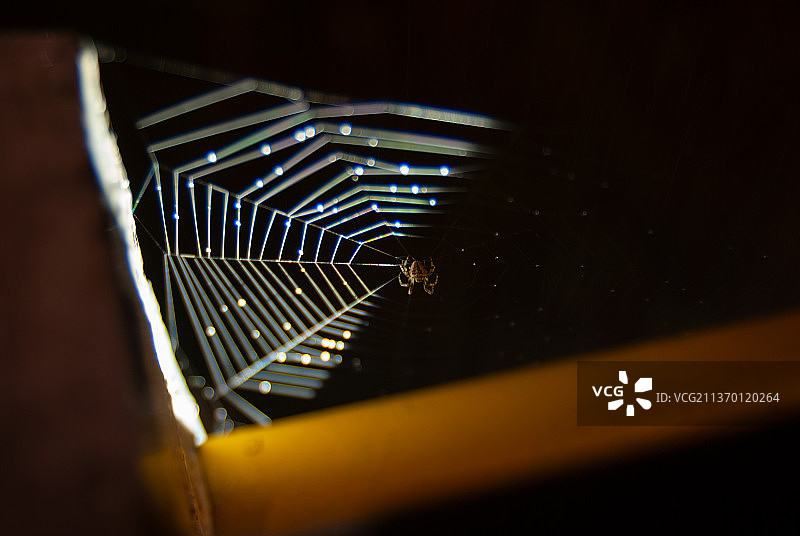 光影里的蜘蛛图片素材