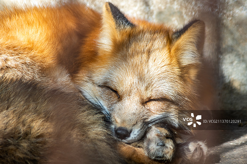 睡觉的小狐狸图片素材
