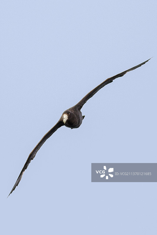 飞翔的巨海燕图片素材