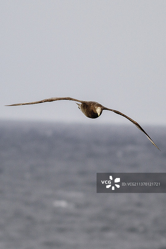 飞翔的巨海燕图片素材