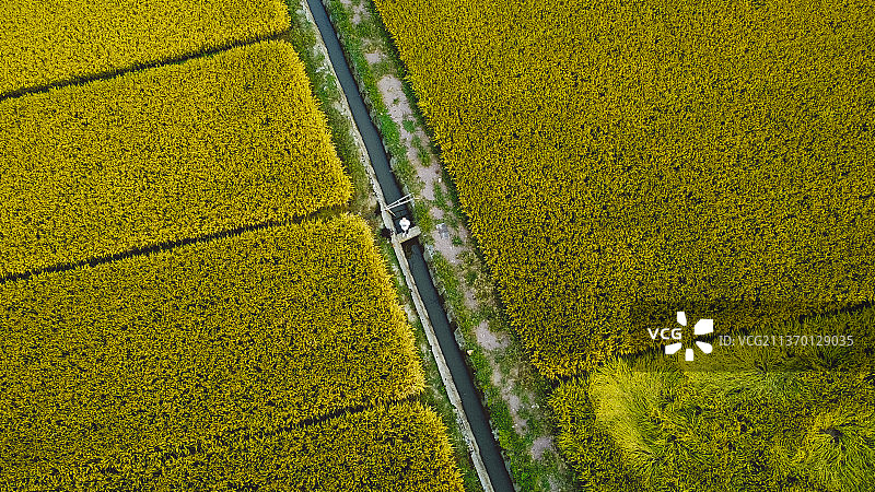 良渚遗址公园东门外稻田图片素材