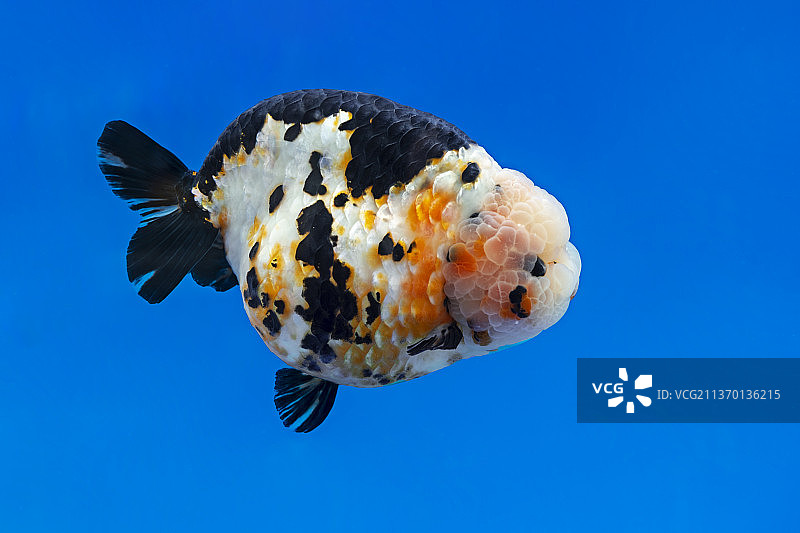 三色福寿观赏性鱼类金鱼图片素材