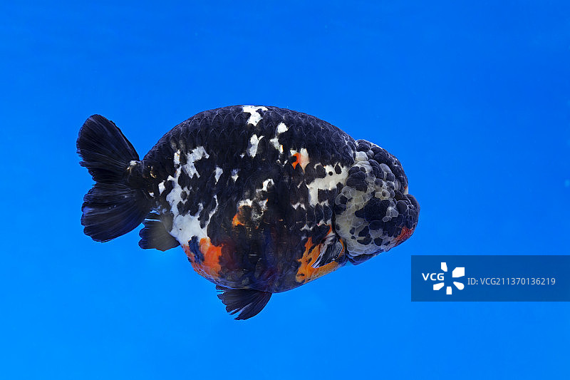 重墨福寿观赏金鱼图片素材