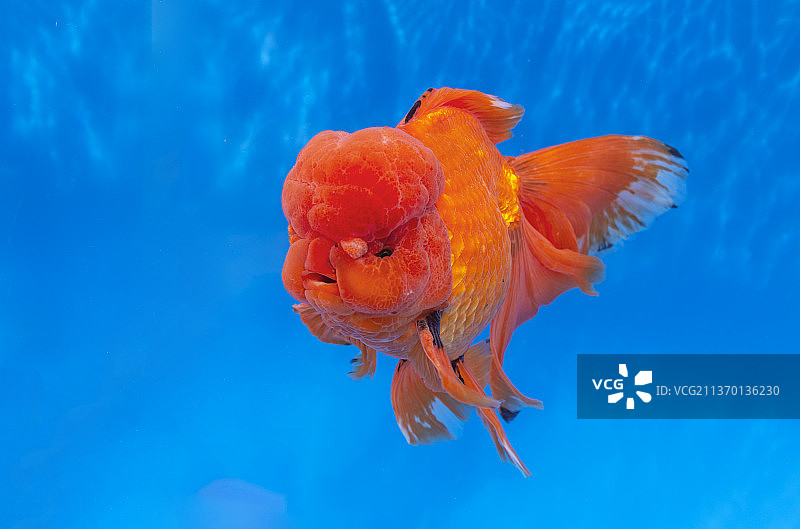 红白狮头金鱼品种图片素材