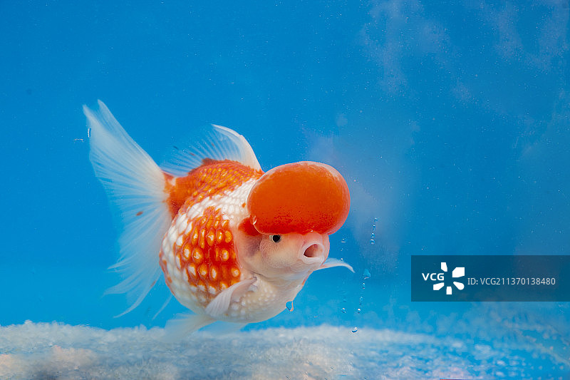 奶牛花福寿金鱼观赏性皇冠珍珠金鱼图片素材