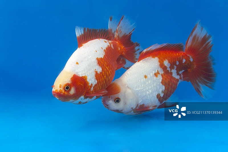 地金金鱼观赏性鱼类图片素材