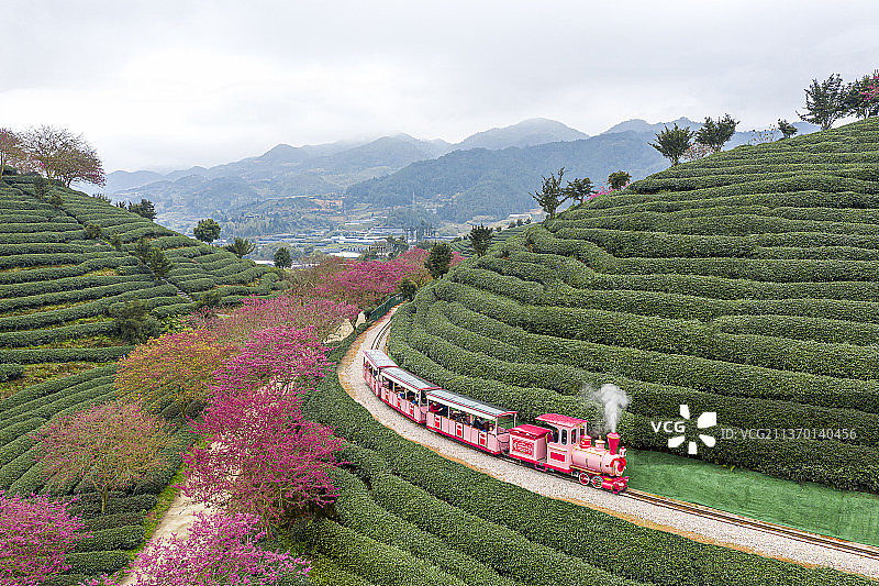 春天福建漳平永福樱花园图片素材