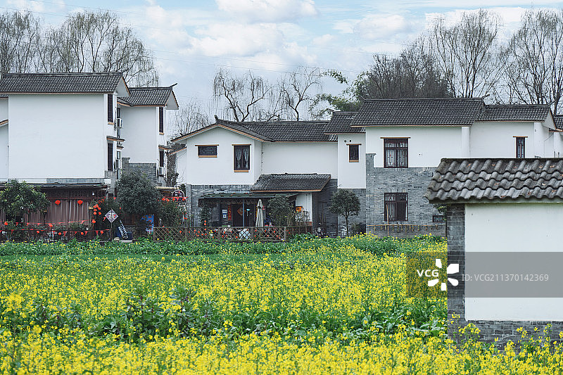 四川崇州五星村油菜花田和村落图片素材