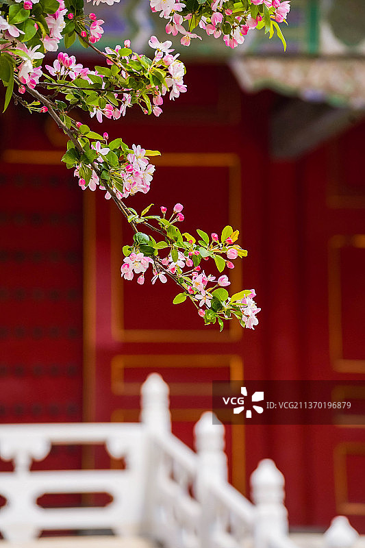 故宫的海棠花图片素材