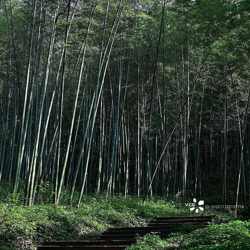 云栖竹径图片素材