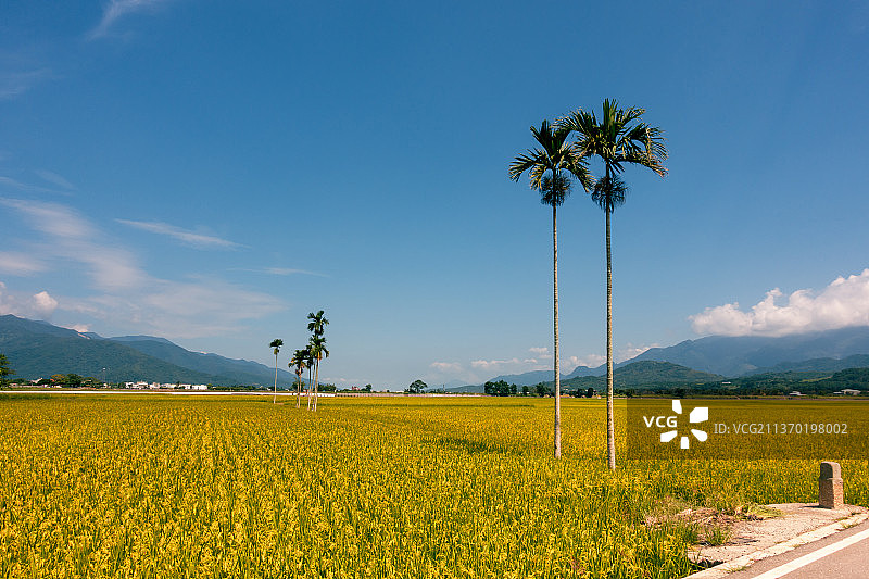 晴朗蓝天与稻田图片素材