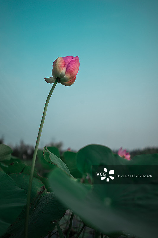 中国野生植物主题，特写拍摄粉红色的荷花花骨朵和一片绿色的荷叶，户外无人图像摄影图片素材
