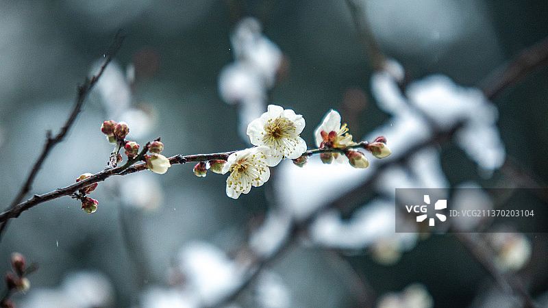 梅须逊雪三分白，雪却输梅一段香（二）图片素材
