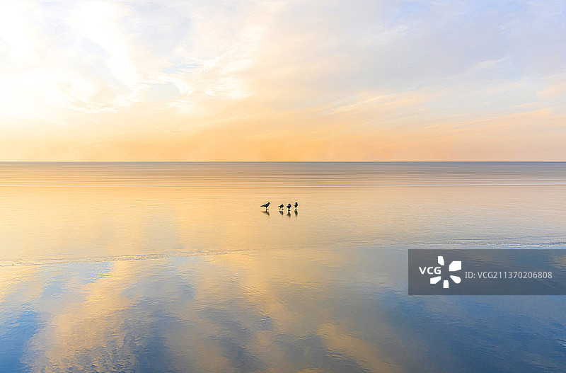 冰上黑乌鸦图片素材